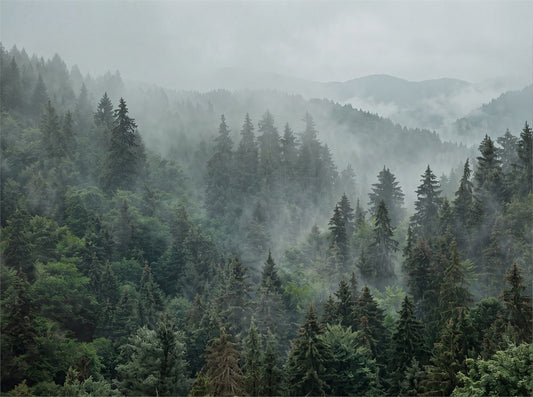 Pale Calm Misty Forest Wallpaper Mural pattern