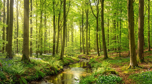Fresh Forest Green Wallpaper Mural pattern
