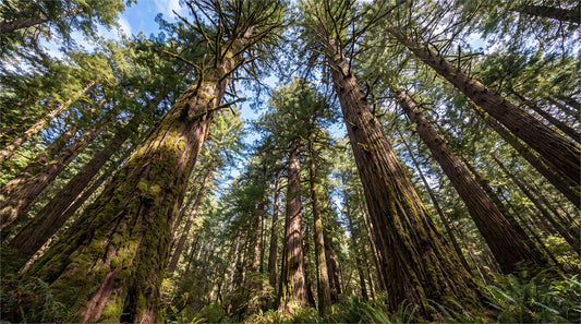 Amber Redwood Woodland Wallpaper Mural pattern