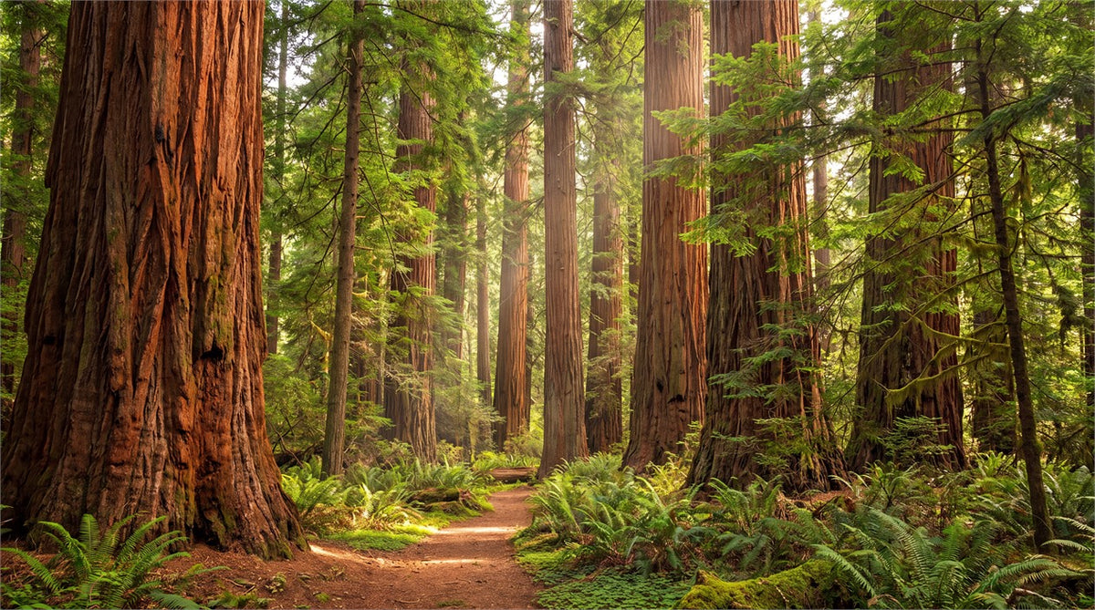 Ancient Warm Redwood Forest Wallpaper Mural pattern