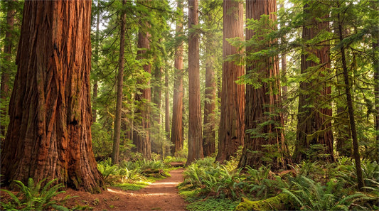 Ancient Warm Redwood Forest Wallpaper Mural pattern