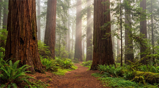 Earthy Gray Redwood Forest Wallpaper Mural pattern