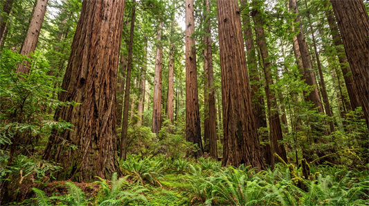 Rich Green Redwood Forest Wallpaper Mural pattern