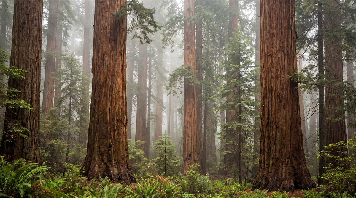 Deep Scenic Redwood Forest Wallpaper Mural