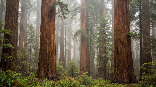 Deep Scenic Redwood Forest Wallpaper Mural pattern
