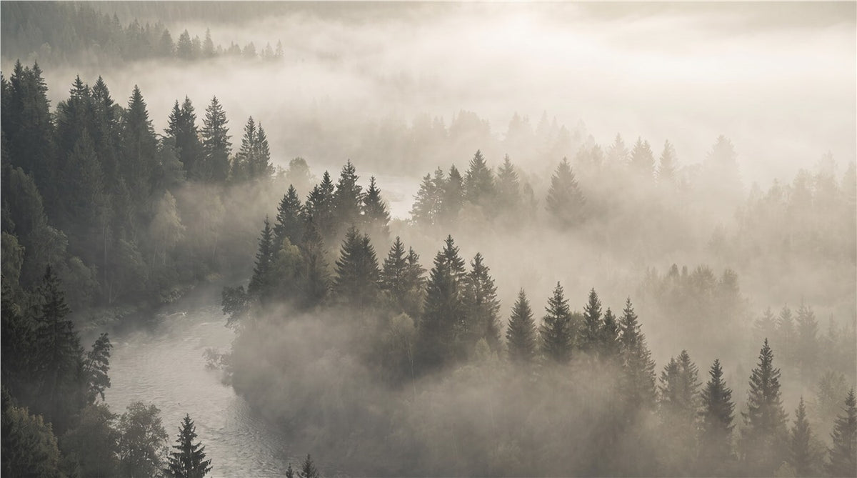 Sunlit Forest Hills Ash Wallpaper Mural - image 2