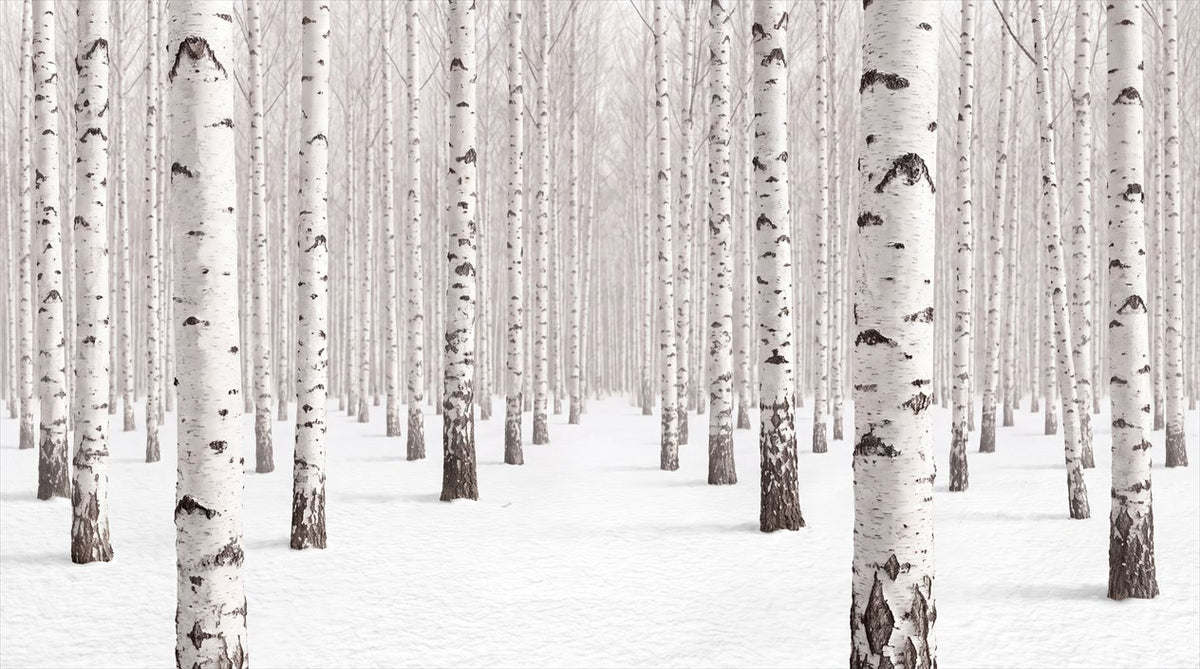 Rustic White Birch Forest Wallpaper Mural