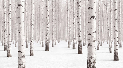 Rustic White Birch Forest Wallpaper Mural complete artwork