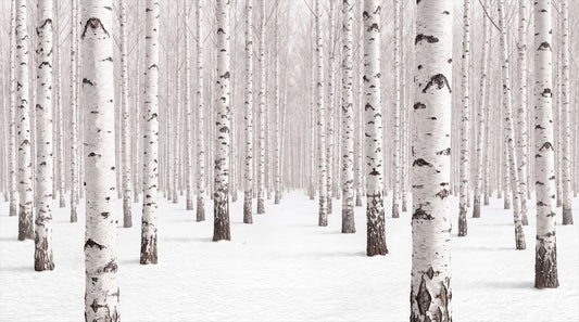 Rustic White Birch Forest Wallpaper Mural complete artwork