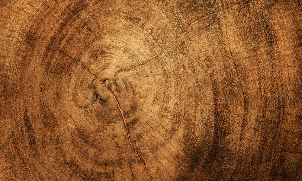 Rustic Wood Ring Textured Mural Wallpaper