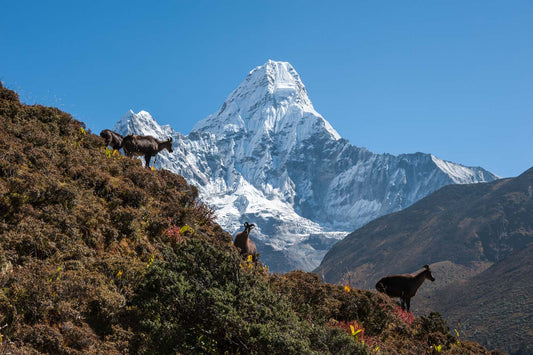 Mural wallpaper depicting antelopes at the base of a snow-capped mountain.