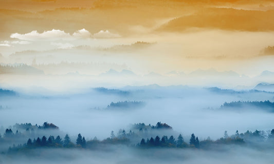 Misty Forest Mountain Sunrise Mural Wallpaper