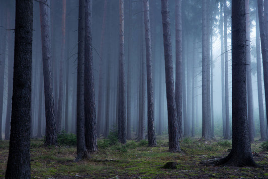 Papier Peint Panoramique Forêt Brumeuse