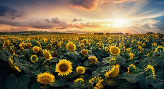 Sunset Sunflower Field Nature Mural Wallpaper