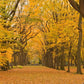 Wall Mural Wallpaper with a Colorful Fall Landscape to Adorn Your Home