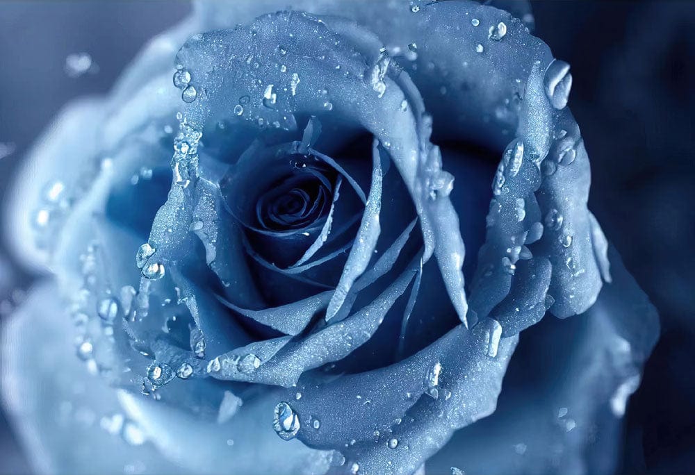 Blue Dewy Rose Floral Mural Wallpaper