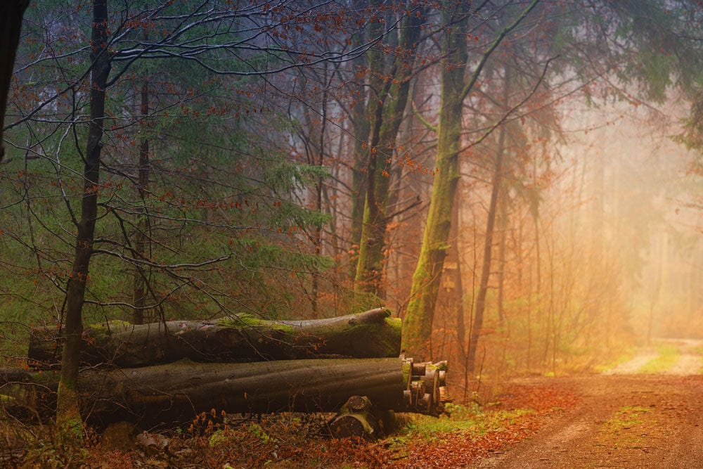 Luminosity in the Woods: A Landscape Wall Mural to Liven Up Your Home