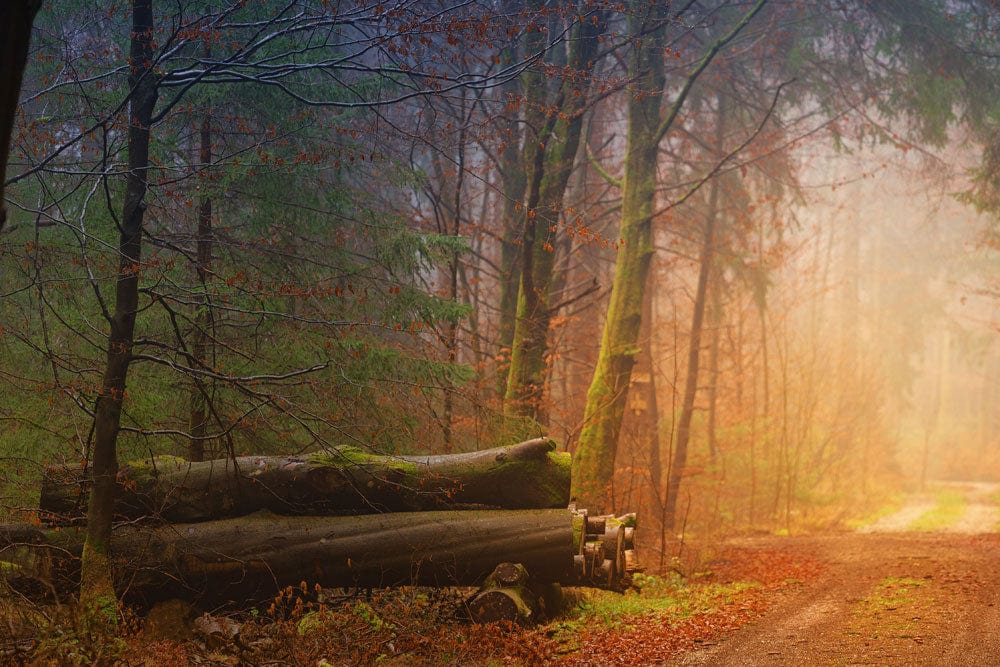 Mystic Forest Trail Landscape Mural Wallpaper
