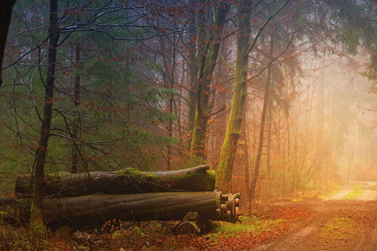 Luminosity in the Woods: A Landscape Wall Mural to Liven Up Your Home