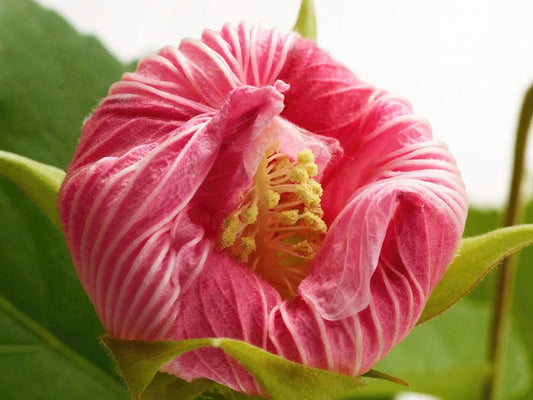 Home Decoration Featuring a Flowering Hibiscus on a Wallpaper Mural