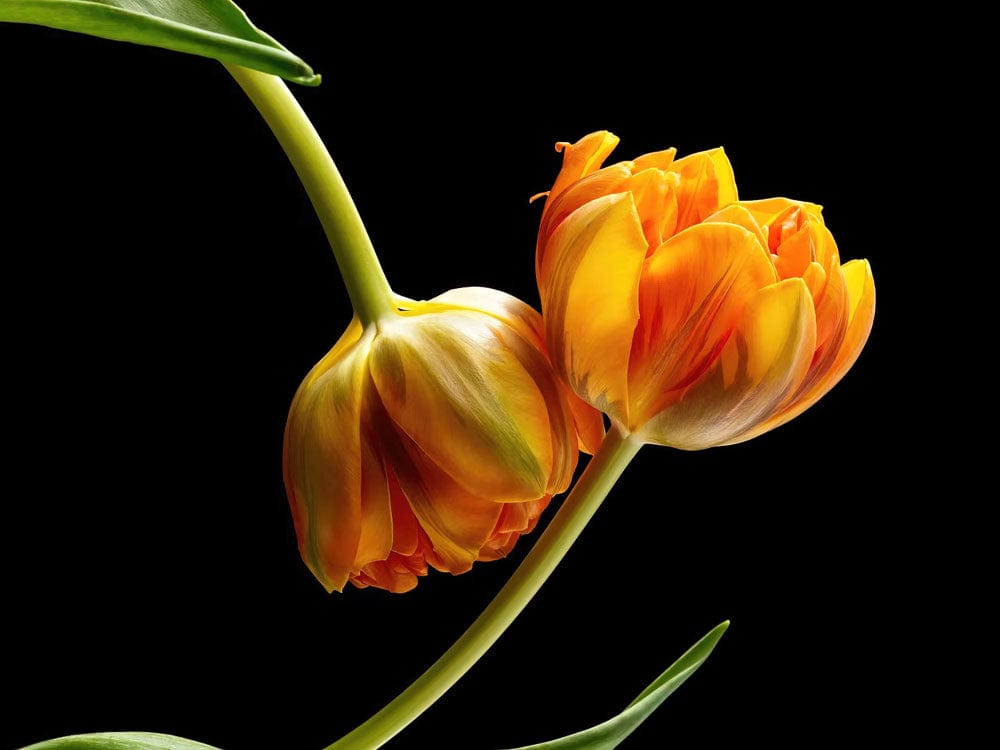 Vibrant Orange Tulip Floral Mural Wallpaper