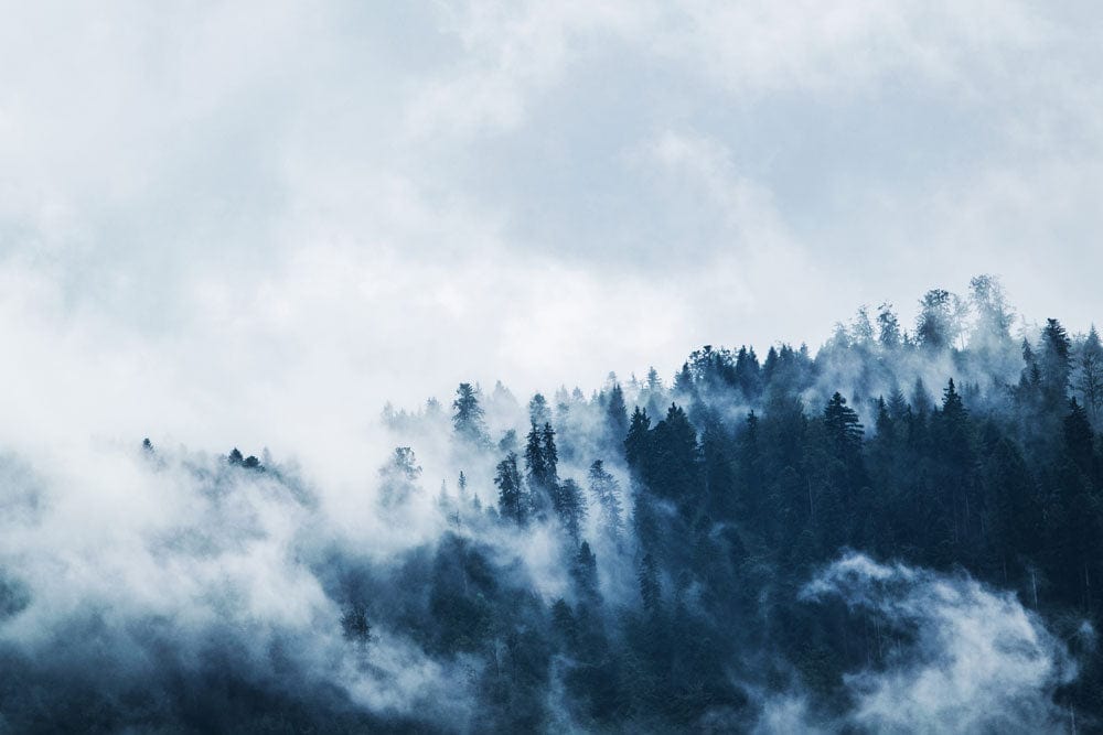 Papier Peint Panoramique Chillwave dans la Forêt
