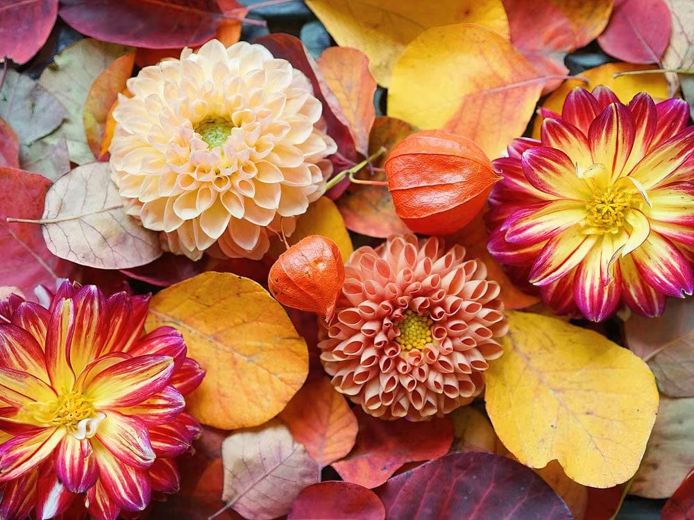 Wallpaper mural featuring colorful dahlias for use as home decoration