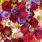 Daisies on a Branch Wall Mural Wallpaper Design Inspiration