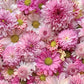 Decorate your home with this petite pink daisy mural wallpaper.