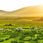 Wallpaper Mural of a Peaceful Grassland Scene for Use in Home Decoration