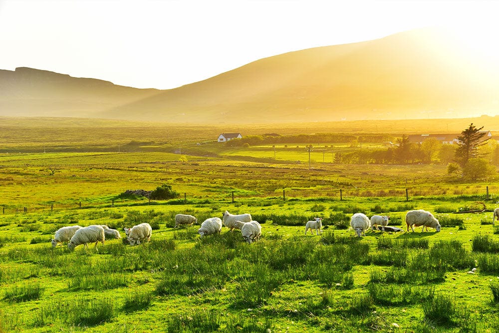 Wallpaper Mural of a Peaceful Grassland Scene for Use in Home Decoration