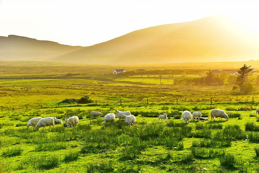 Wallpaper Mural of a Peaceful Grassland Scene for Use in Home Decoration