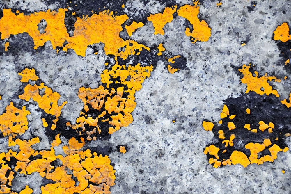 Abstract Yellow Lichen Stone Mural Wallpaper