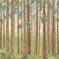 Wallpaper mural featuring a dense forest of tree trunks for use in home decoration