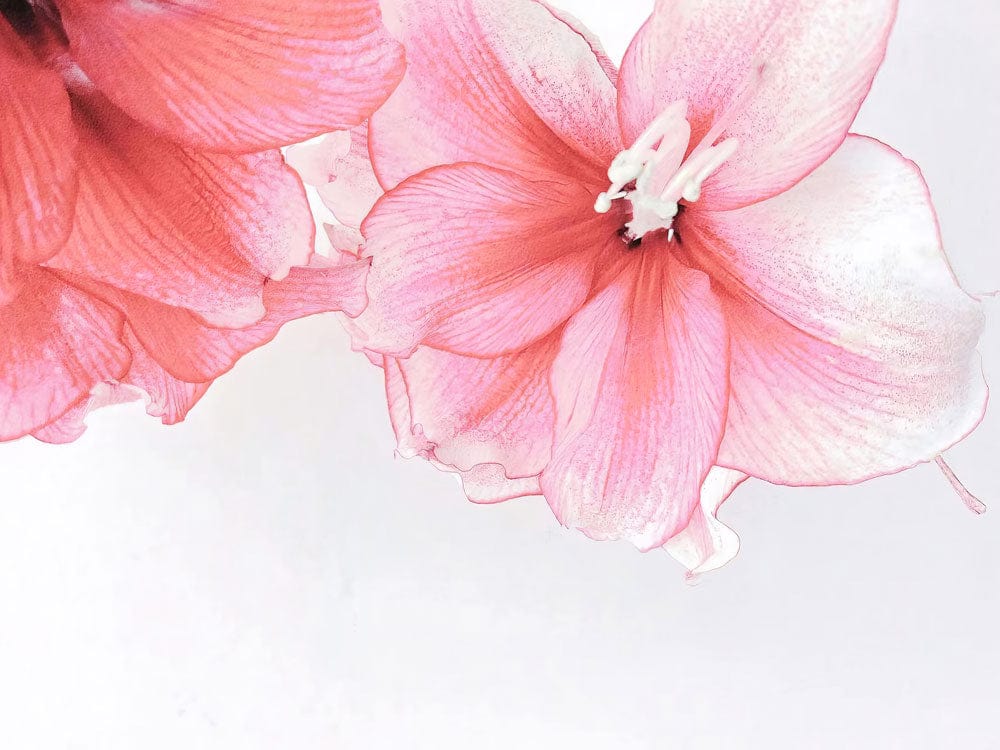 Elegant Pink Floral Wall Mural