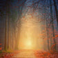 Decorate Your Home with a Stunning Forest Scene Wallpaper Mural in Late Autumn