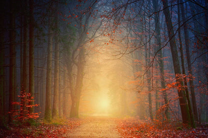 Decorate Your Home with a Stunning Forest Scene Wallpaper Mural in Late Autumn