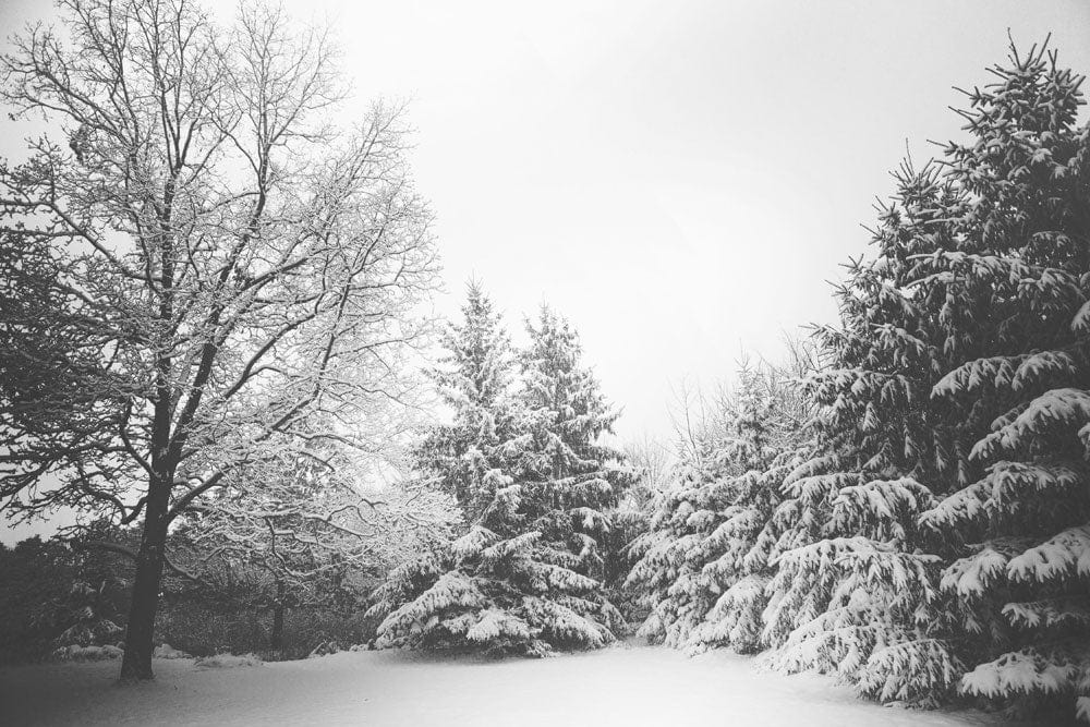 Wallpaper mural featuring a snowy forest scene in gray for use as home decor