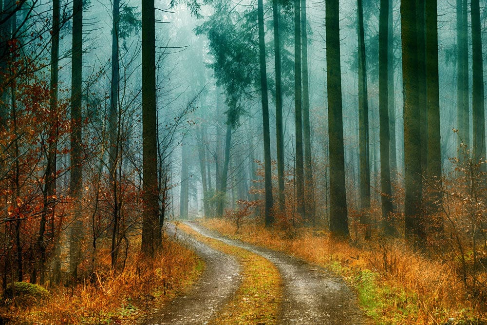 Misty Forest Path Landscape Mural Wallpaper