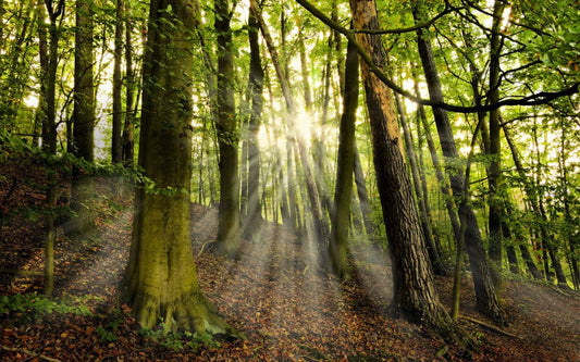 Wallpaper Mural for Home Decoration Featuring a Scene of Green Woods on a Slope