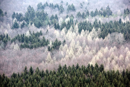 Beautiful Wall Mural Wallpaper of a Snowy Forest Scene for the Holidays