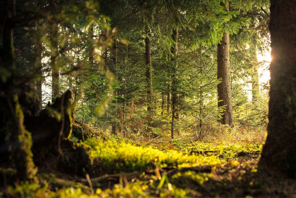 Wall Mural Artwork for Home Decoration Featuring a Hole in a Vibrant Forest Scene