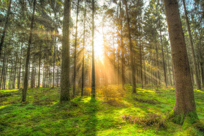Wall Mural Wallpaper with a Forest Scene of Hope