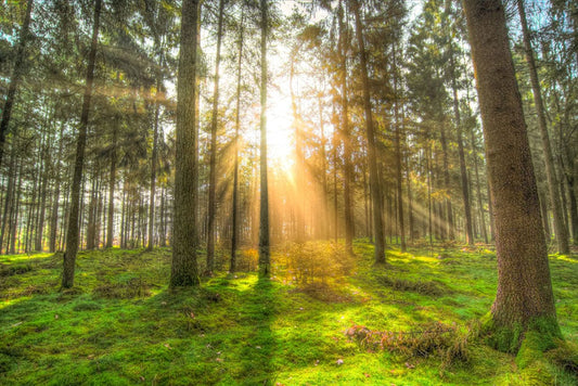 Wall Mural Wallpaper with a Forest Scene of Hope