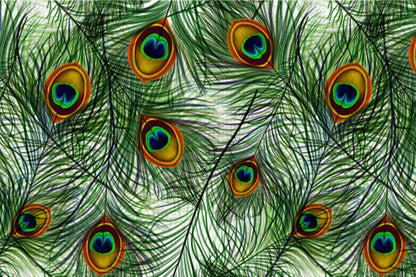 Home Decoration Featuring an Interlocking Peacock Feather Wallpaper Mural.