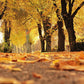 Scenery Wallpaper Mural of Leaves Blowing in the Autumn Wind for Home Decoration
