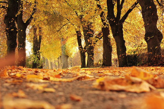 Scenery Wallpaper Mural of Leaves Blowing in the Autumn Wind for Home Decoration