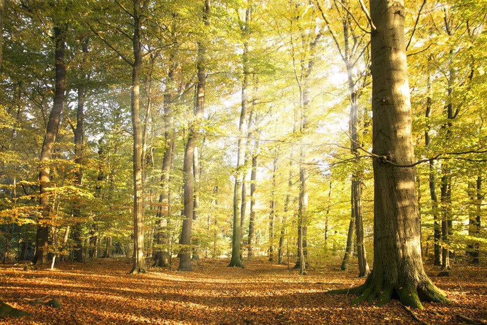 Luminous Forest Scene with Birch Trees and Morning Light - Wall Mural Wallpaper.