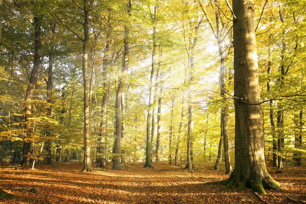 Autumn Forest Sunshine Mural Wallpaper
