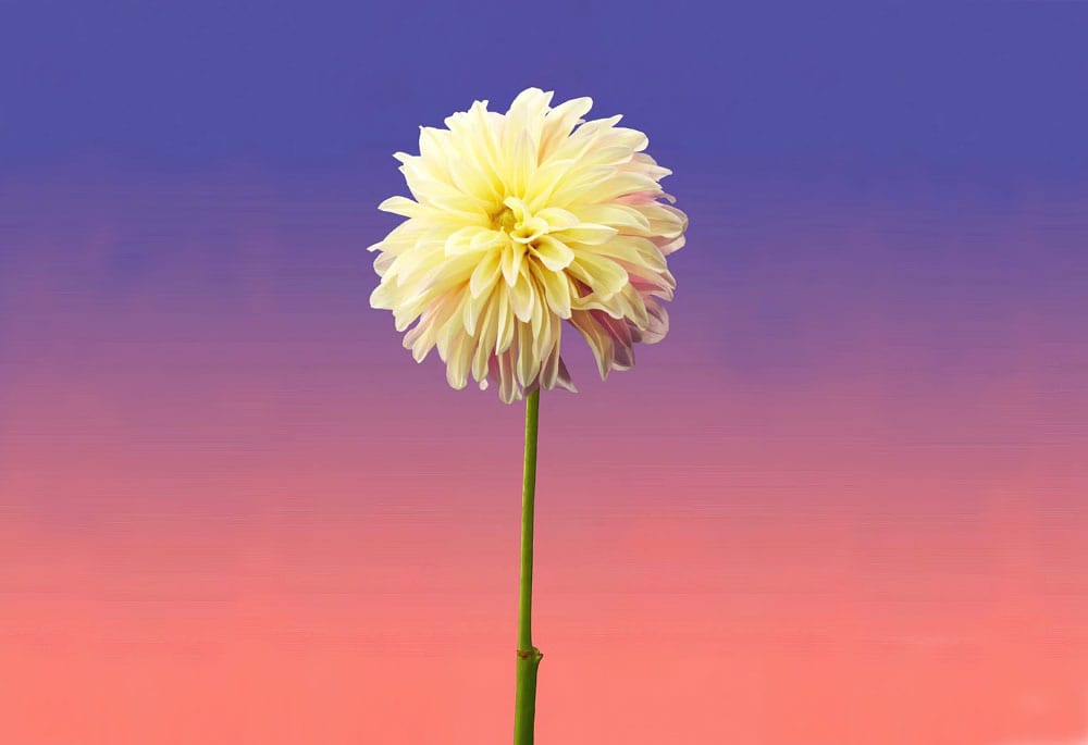 Serene Dahlia Sunset Gradient Mural Wallpaper